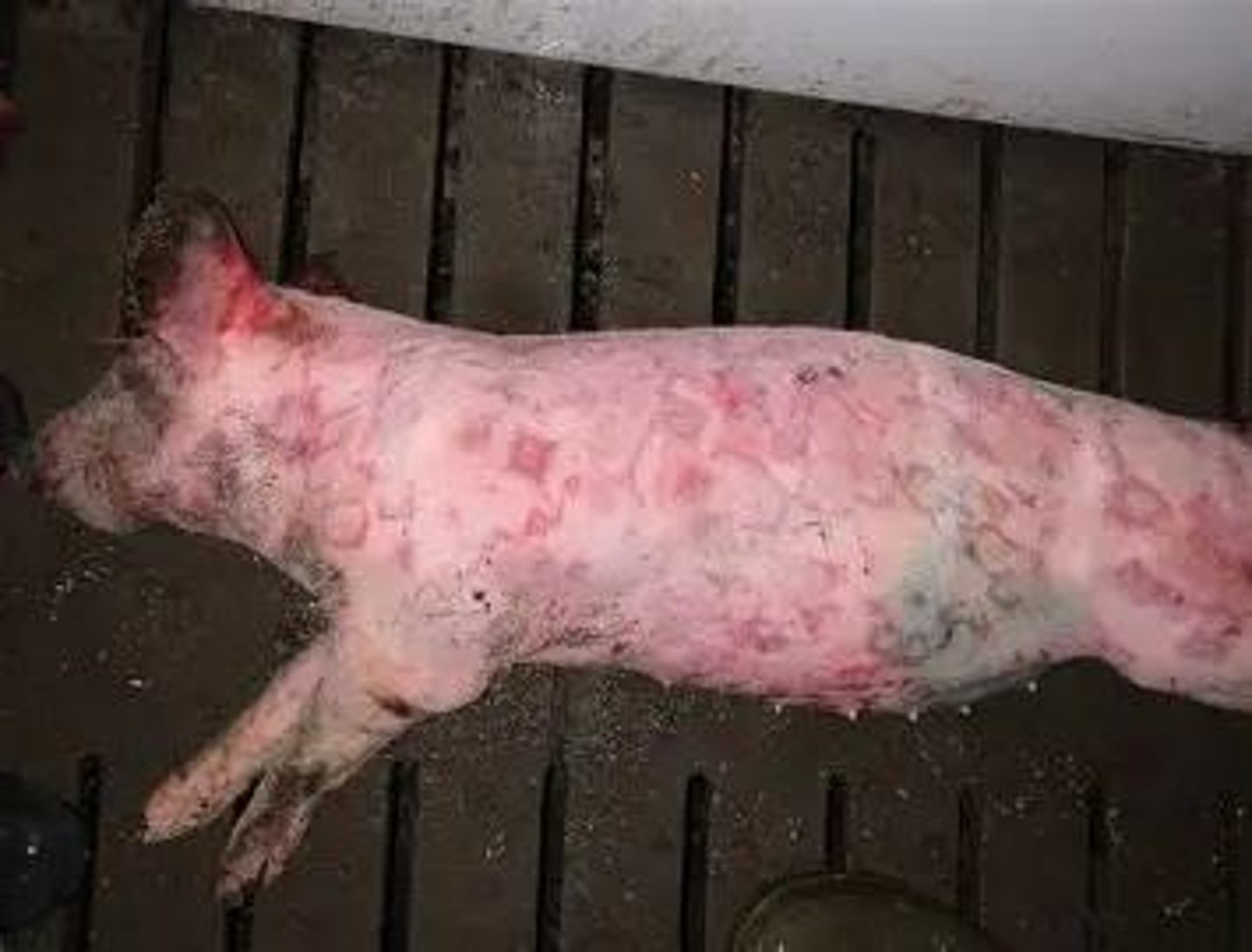 <p>Causative agent is Erysipelothrix rhusiopathiae. Causes severe skin lesions, high fever, and abortion. Treatment includes antibiotics.</p>