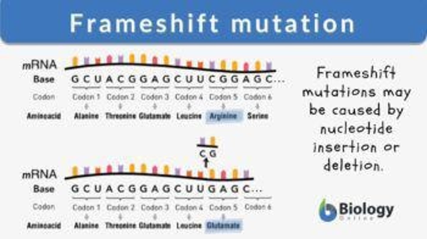 <p>A frameshift mutation occurs when nucleotides are inserted or deleted from the DNA sequence, altering the reading frame of the genetic code.</p>