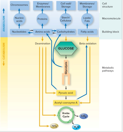 <p>Metabolism </p>