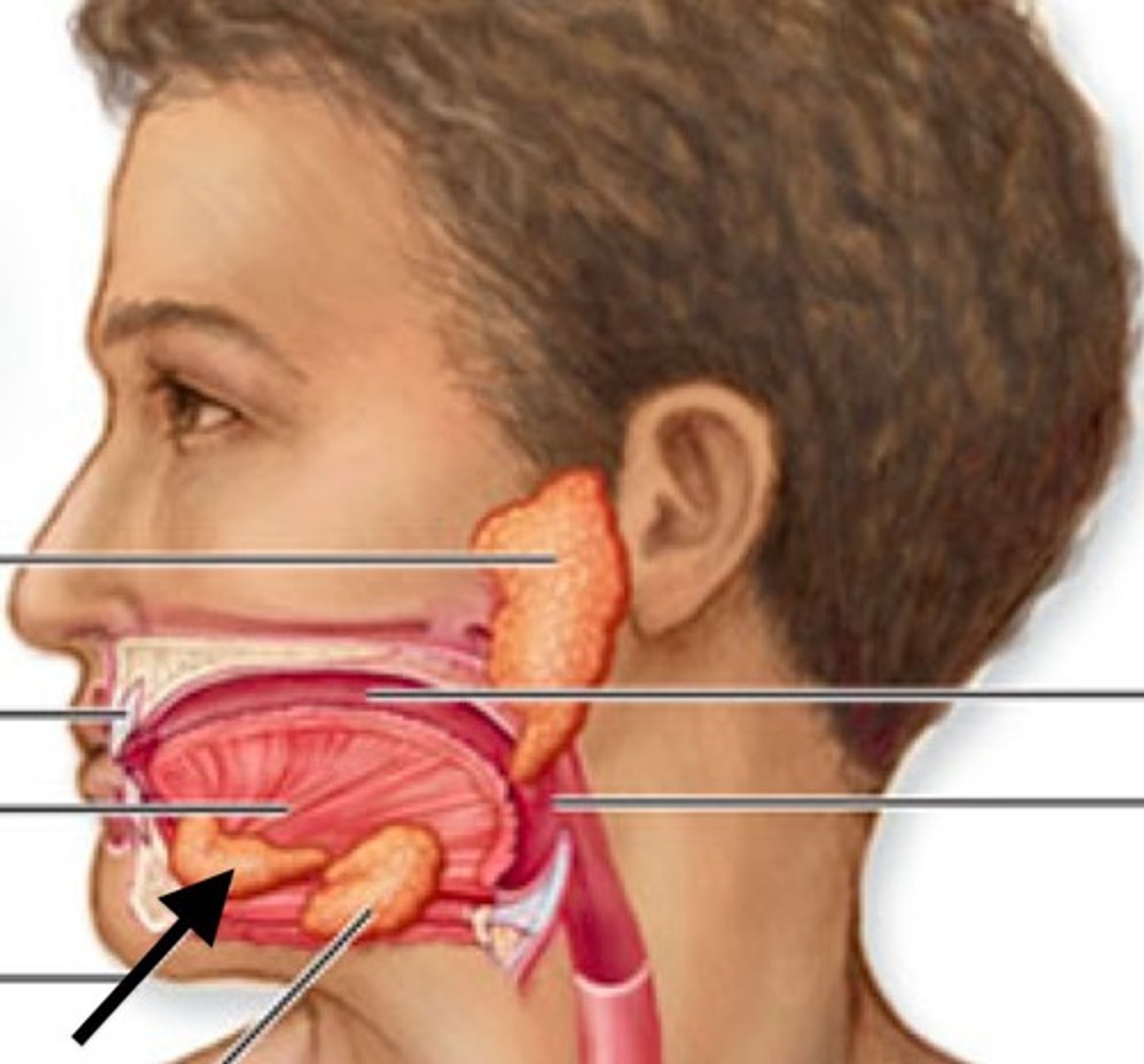 <p>Located directly under the tongue</p>