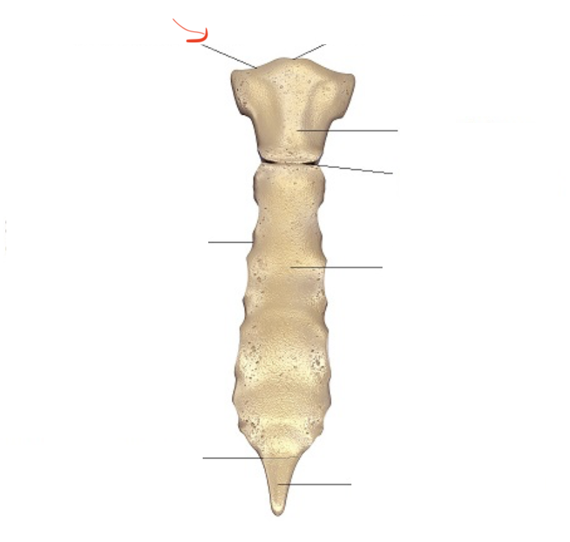 <p>superior/lateral depression where clavicles articulate</p>