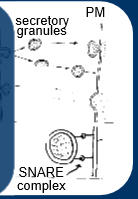 <ul><li><p>secretory granules translocate to plasma membrane, involves cytoskeleton(microfilaments and microtubules)</p></li><li><p>docking and fusion of secretory granules with plasma membrane, involves docking and fusion proteins (SNAPS,SNARES,VAMPS)</p></li><li><p>secretion is regulated</p></li><li><p>rate of hormone secretion&gt; &gt; rate of synthesis </p></li><li><p>vesicles dock at cell membrane, wait for signal to dock and fuse with membrane, signal usually intracellular calcium </p></li></ul><p></p>