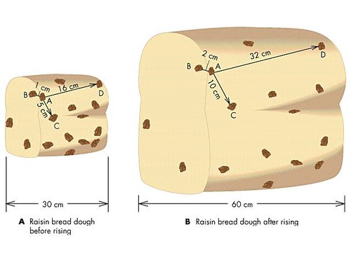 Bread expands and raisins have moved away from each other like galaxies in the expanding universe.