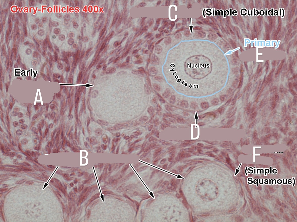 <p>early primary follicle </p>