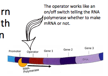 <p>bacteria like e.coli can turn transcription on or off with a group of genes called an operon </p>