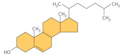 <ul><li><p>steroid</p></li><li><p>common component of animal cell membranes</p></li><li><p>molecule from which other steroids, including sex hormones are synthesized ex. progesterone, testosterone, estrogen</p></li></ul><p></p>