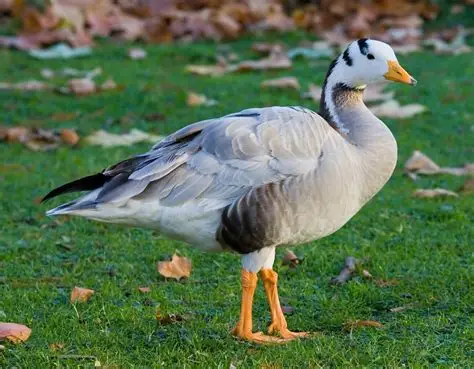 <p>Bar-headed Goose</p>