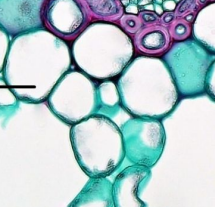 <p>Big, thin-walled cells used for storage.</p><p>(Simple Permanent Tissue)</p>