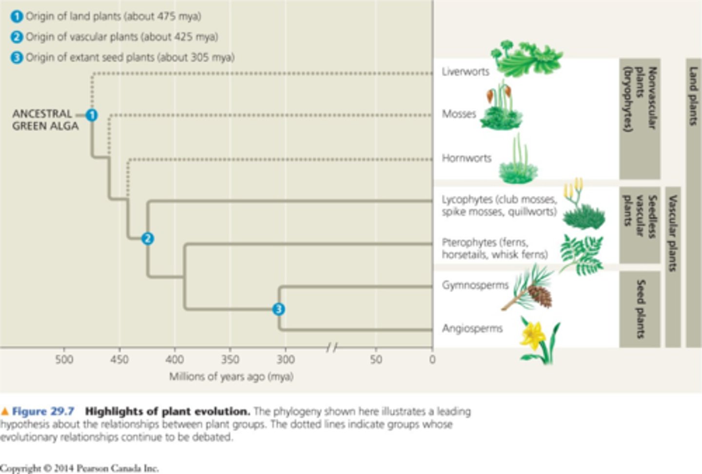 <p>-evident in fossilized spores &amp; sporophyte (2n) tissue</p><p>-see image for phylogenetic tree</p>