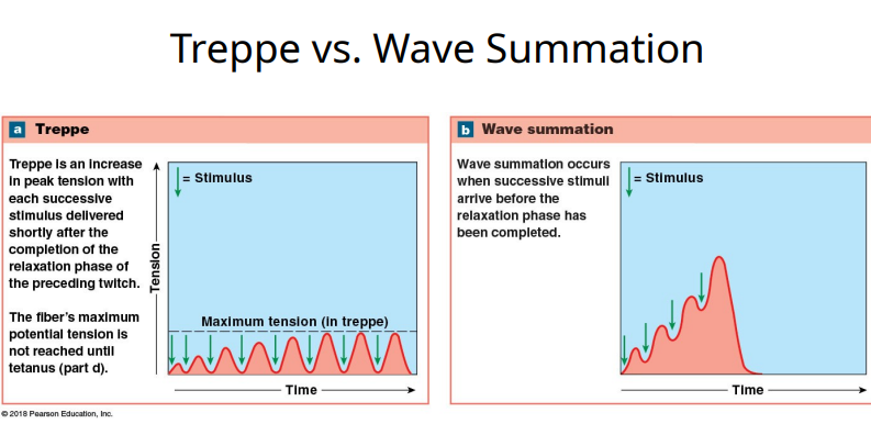 <p>What is wave summation?</p>