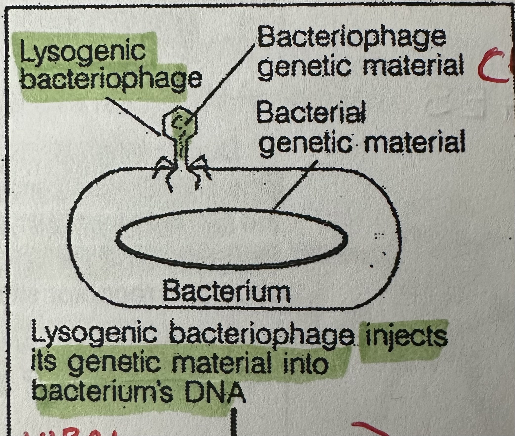 <p>the initial steps in the lytic cycle. There is:</p><ol><li><p>Adsorption - bacteriophage attaches to a specific host cell.</p></li><li><p>Entry - genetic material enters the bacterium.</p></li></ol><p></p>