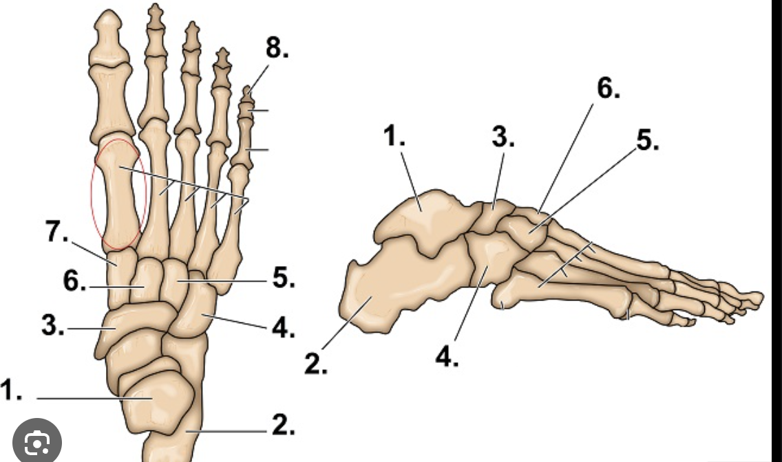 <p>What are the main bones of the foot/ankle</p>