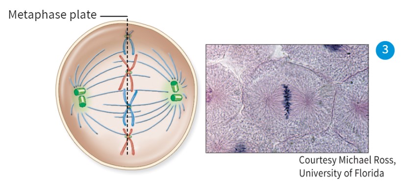 <p>-Chromosomes will line up straight in the middle</p><p>-Spindle fibers will be on opposite sides&nbsp;</p>