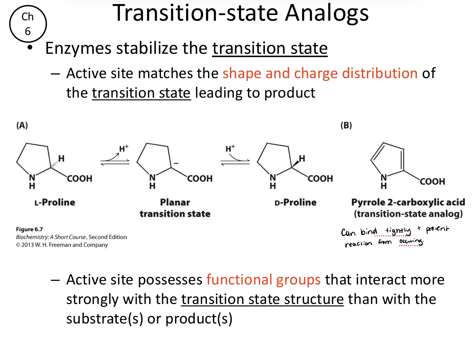 <p>These molecules resemble the transition state and can bind very tightly to the enzyme, acting as potent inhibitors by preventing the actual reaction from occurring</p>
