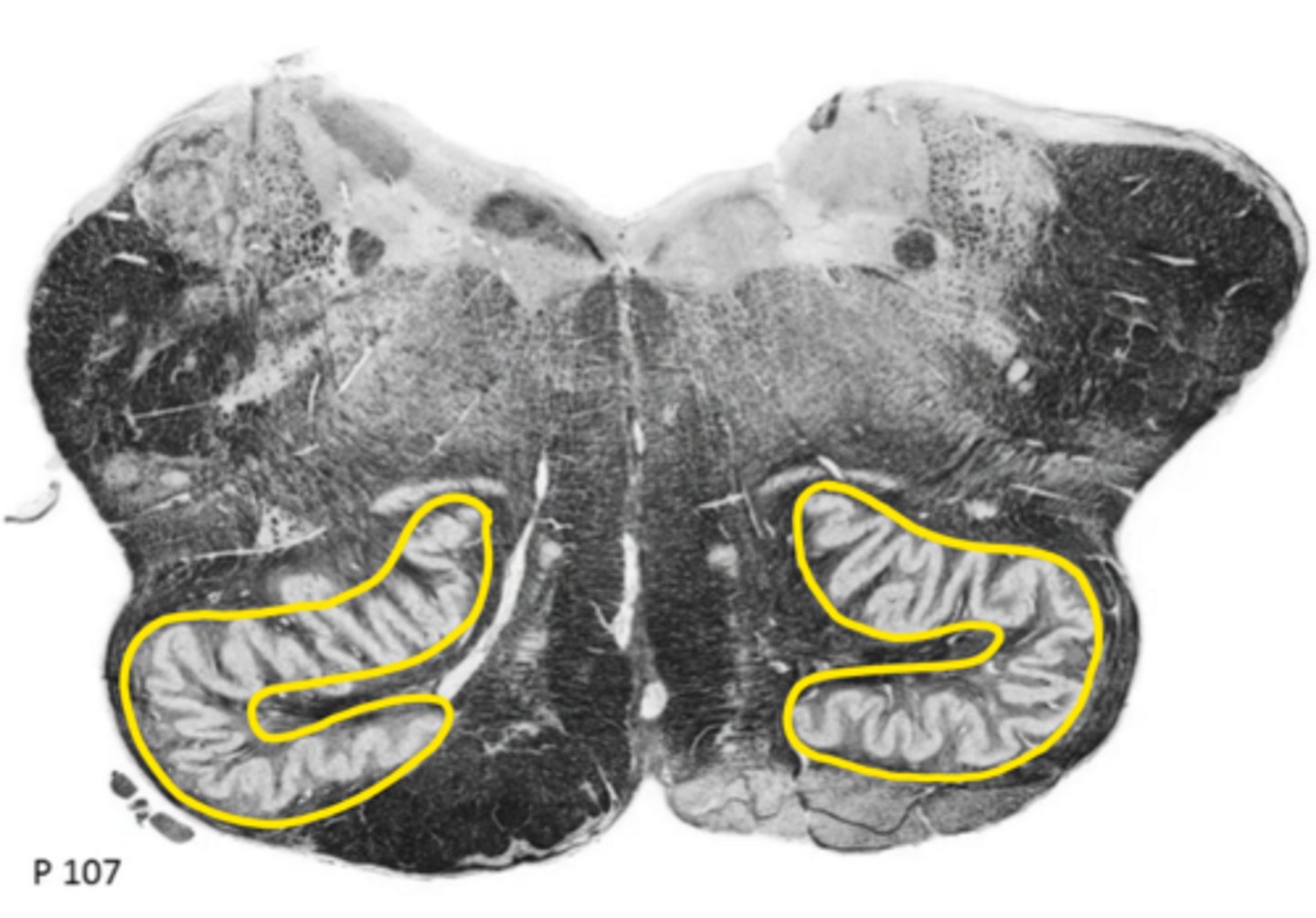 <p>ID the structure</p>
