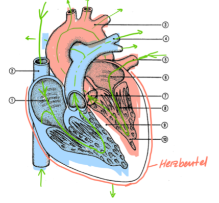 <p>Herz-Blutkreislauf + Beschriftungen</p>