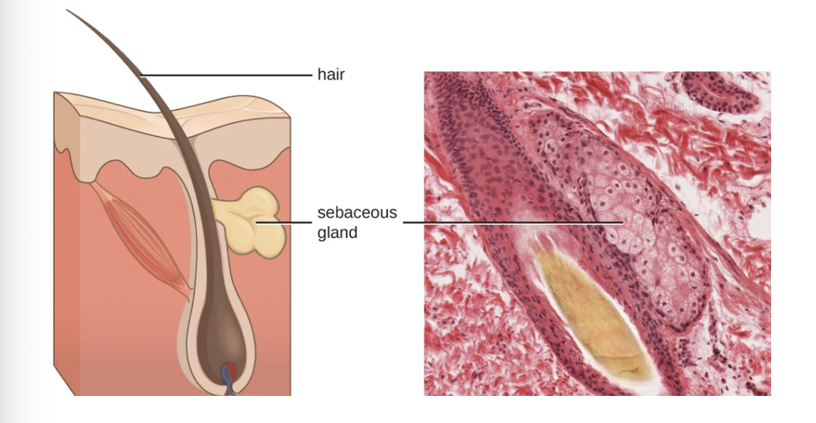 <p><strong>Skin Contains:</strong></p><p><mark data-color="purple" style="background-color: purple; color: inherit">Sebaceous Gland </mark>- produces an oily substance called Sebum</p><p>Protective film over skin</p><p>Lowers pH ( 3-5)</p><p>Contains unsaturated fatty acid</p><ul><li><p>Inhibits bacteria and fungi</p></li></ul><p></p>