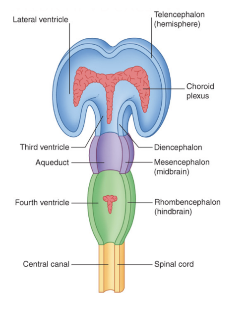 <ul><li><p><span>The shape of the lumen of the tube changes&nbsp;</span></p><ul><li><p><span>Spinal cord very tubular &amp; simple, but because of proliferation of neural tube wall, cavity becomes narrower &amp; narrower at end of spinal cord (central/spinal/ependymal canal)&nbsp;</span></p></li><li><p><span>In the vesicular portion, form a system of ventricles (in brain) – at level of rhombencephalon, we have formation of </span><u><span>4th ventricle</span></u></p><ul><li><p><span>Canal of spinal cord communicates with 4th ventricle</span></p></li></ul></li><li><p><span>At level of mesencephalon (midbrain), lumen becomes very small and opens into mesencephalic/sylvian aqueduct&nbsp;</span></p></li><li><p><span>Sylvian aqueduct communicates with </span><u><span>3rd ventricle</span></u><span> at level of diencephalic vesicle, which then communicates with the </span><u><span>lateral ventricle</span></u><span> – what remains of original cavity at level of 2 cerebral hemispheres&nbsp;</span></p></li></ul></li><li><p><span>Highly vascularized regions, production of CSF – Choroid plexuses</span></p><ul><li><p><span>At level of roof of 4th, 3rd ventricle &amp; medial wall of lateral ventricles, wall of neural tube becomes very very thin, and we have formation of choroid plexuses</span></p><ul><li><p><span>Regions where from blood there is formation of fluid (cerebrospinal fluid, CSF) found inside ventricular cavities &amp; spaces surrounding the brain&nbsp;</span></p></li></ul></li></ul></li></ul>