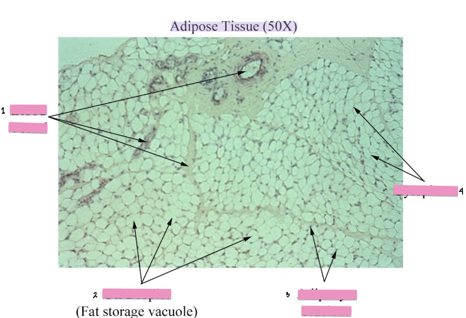 <p>(1) NOT part of the cellular characteristics</p>