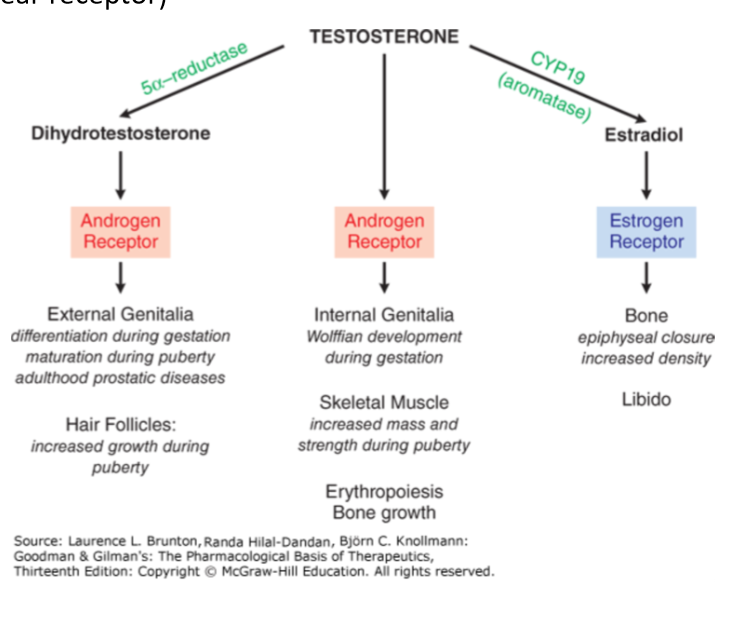 <p>Enzyme that converts testosterone to estradiol in Sertoli cells.</p>