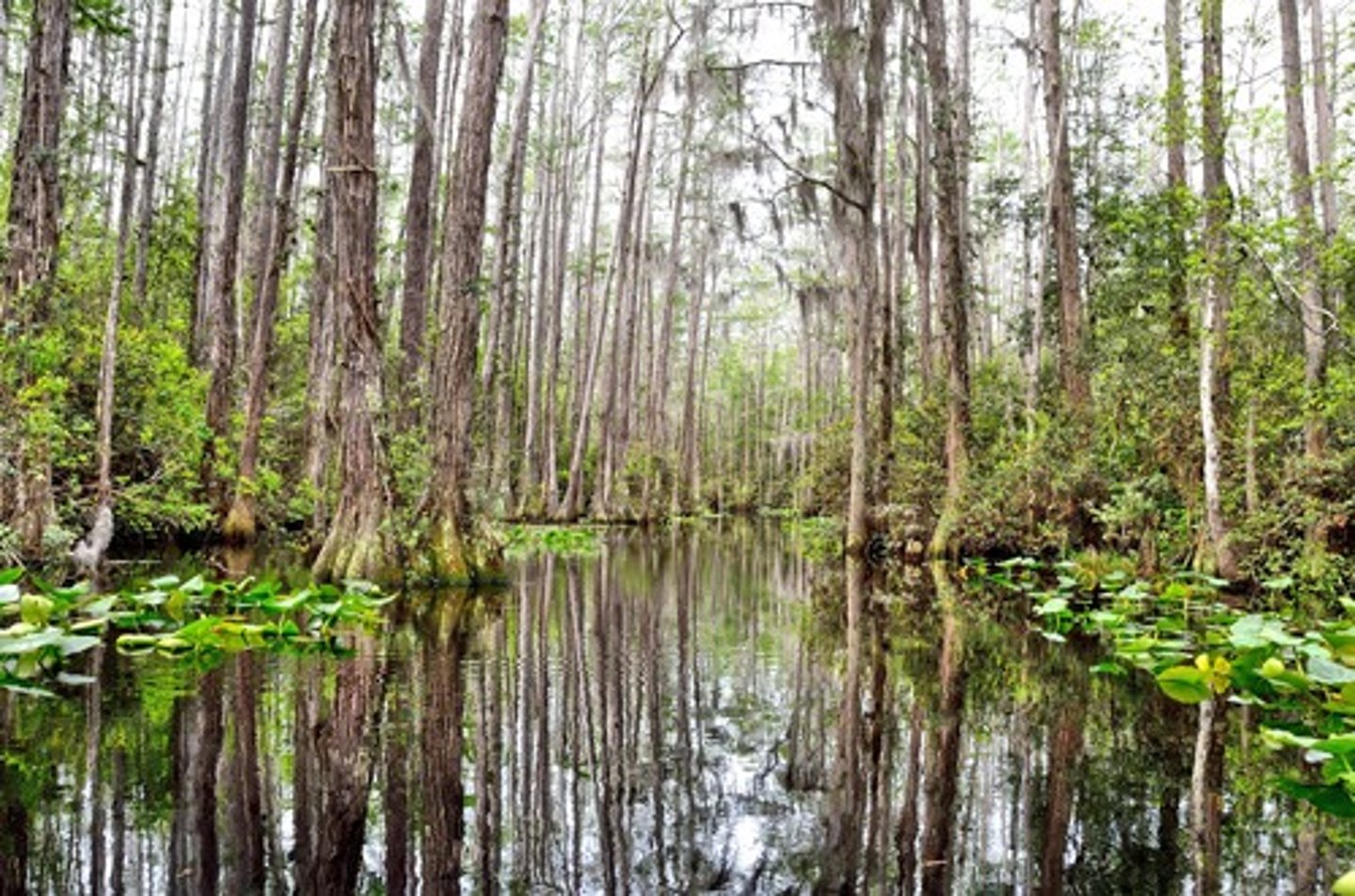 <p>An aquatic biome that is submerged or saturated by water for at least part of each year, but shallow enough to support emergent vegetation such as trees and cattails. Plants must have adaptations to allow them to survive water-logged soil.</p>