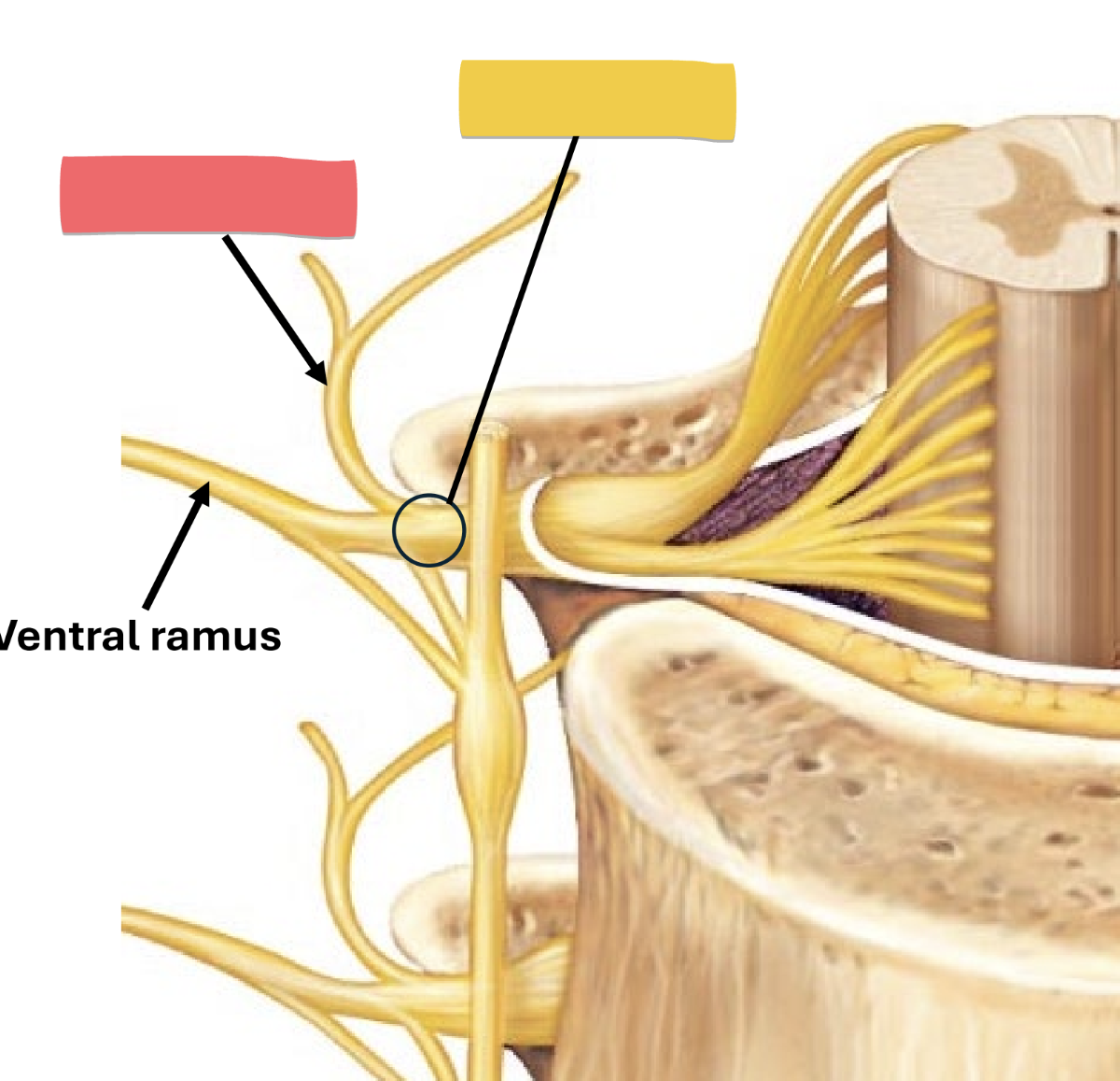 <p>nerve of skin &amp; axial muscles of back</p><p>carries all sensory and motor impulses<br></p>