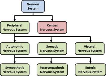 <p>Controls self-regulated action of internal organs and glands</p><p>Is further divided into 2 divisions</p>