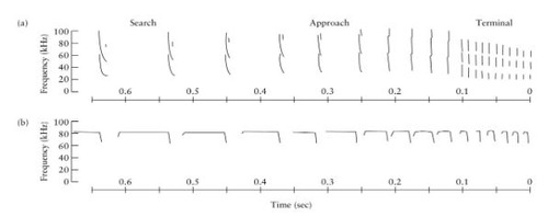 Ultrasonic soundwaves used to locate objects, including prey
Soundwaves are emitted more frequently when close to an object
- More frequent soundwaves yield more precise location detail