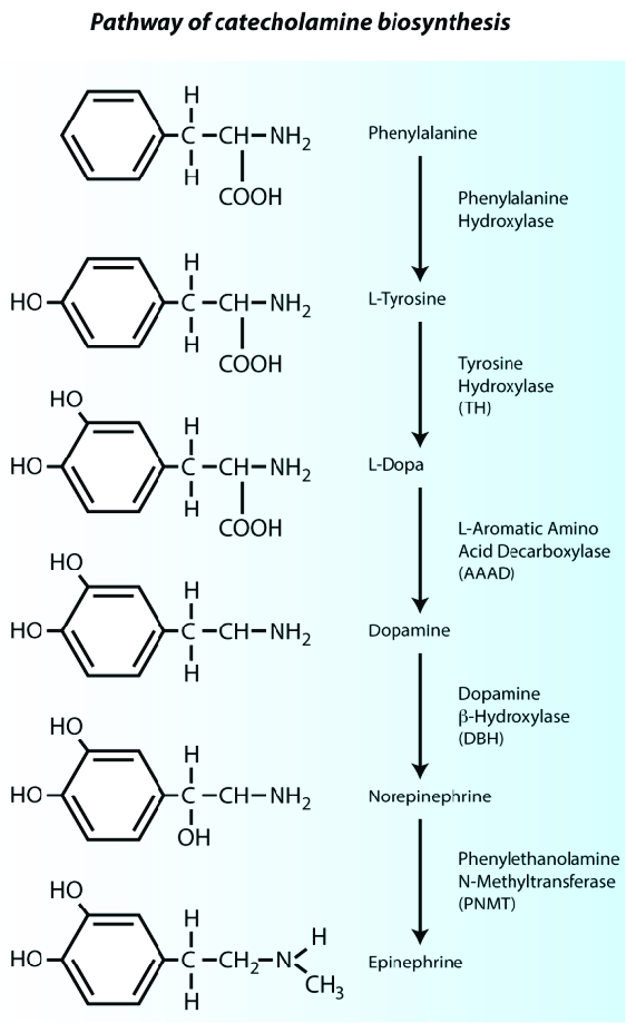 - Precursors: L-tyrosine --> L-DOPA --> dopamine --> noradrenaline --> adrenaline
- Enzymes: Tyrosine dehydroxylase (rate-limiting step) --> aromatic L-amino acid decarboxylase --> dopamine B-hydroxylase --> phenylethanolamine N-methyl transferase
