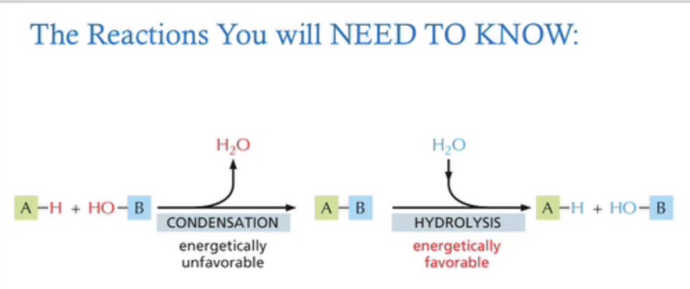 <p><mark data-color="yellow" style="background-color: yellow; color: inherit">A</mark>-<span style="color: red">H</span> +<span style="color: red">HO</span>-<mark data-color="blue" style="background-color: blue; color: inherit">B</mark>———condensation——→ <mark data-color="yellow" style="background-color: yellow; color: inherit">A</mark> - <mark data-color="blue" style="background-color: blue; color: inherit">B</mark> ———hydrolysis——&gt;<mark data-color="yellow" style="background-color: yellow; color: inherit"> A</mark>-<span style="color: purple">H</span> + <span style="color: purple">HO</span>-<mark data-color="blue" style="background-color: blue; color: inherit">B</mark></p><ul><li><p>condensation: releases water, energetically unfavorable</p></li><li><p>hydrolysis: takes in water, energetically favorable </p></li></ul><p></p>