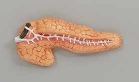 <p>Pancreas</p>
