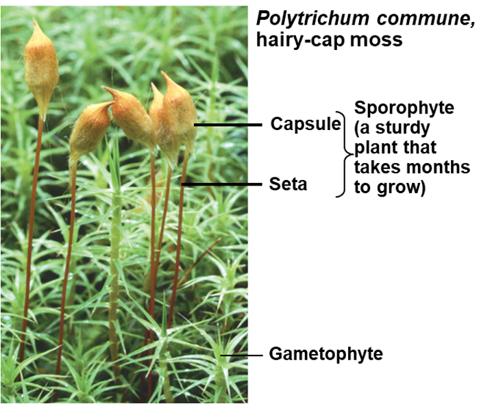 <p>Brytophyta (moss)</p><p><em>Polytrichum commune</em>, hairy-cap moss</p>