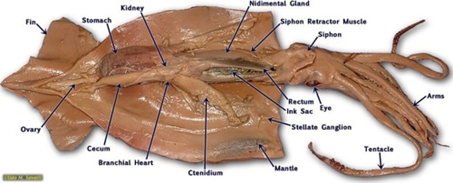<p>Know where the inc sac, pen, siphon, mantle, tentacle, etc. are located</p>