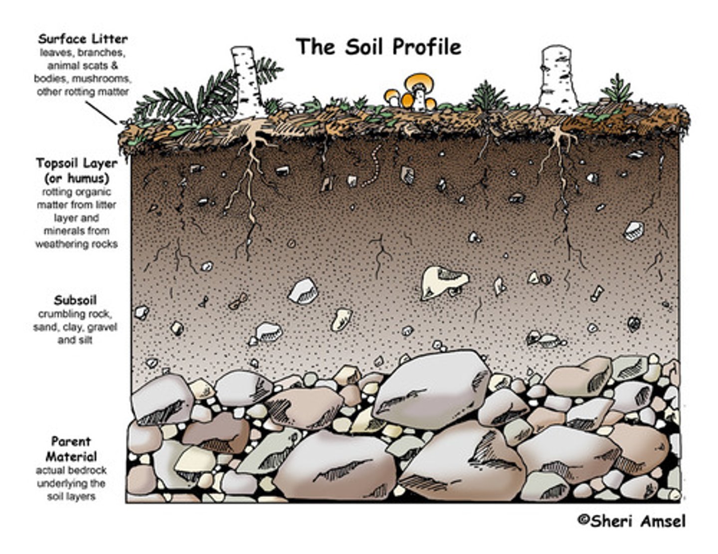 <p>the upper layer on rock on which soil forms</p>