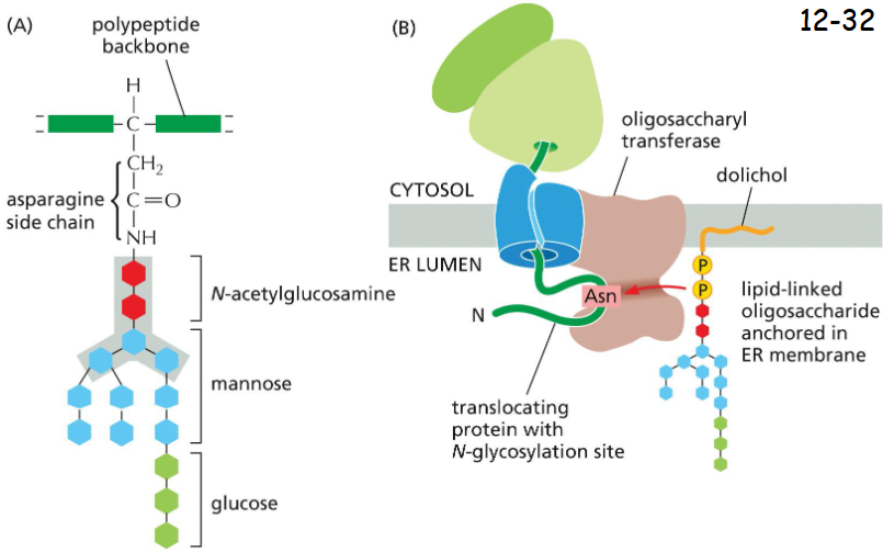 <p>Common N-Linked Oligosaccharide</p><p>A) An oligosaccharide is attached to asparagines in the sequences Asn-X-Ser or Asn-X-Thr (where X is any amino acid except proline). The five sugars in gray box form the core region that survive extensive trimming in the Golgi apparatus.</p><p>B) A lipid molecule anchors the precursor oligosaccharide in ER lumen membrane, which is then transferred to Asn by the enzyme</p>