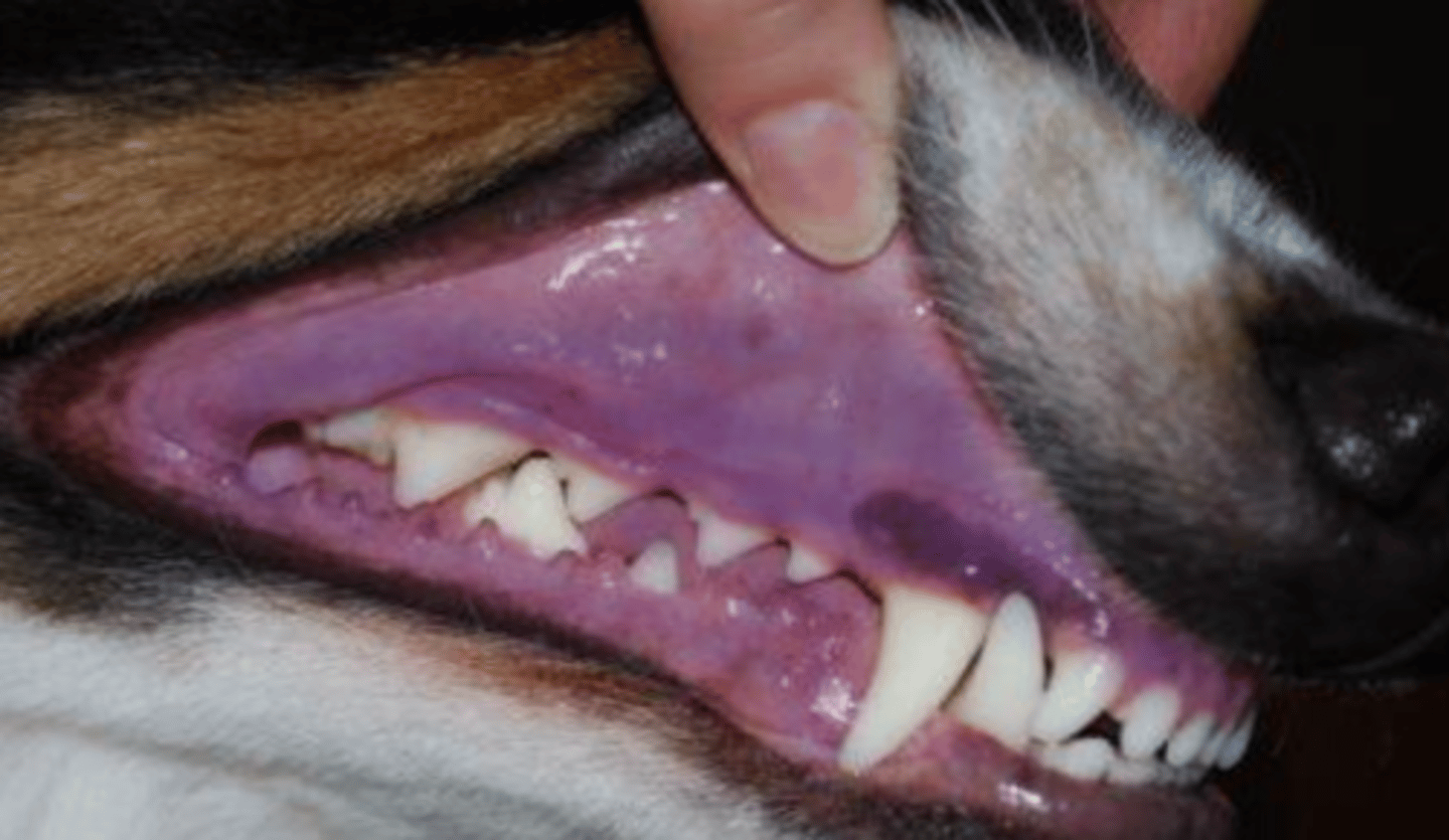 <p>what is this change of color of the mucosa called?</p>