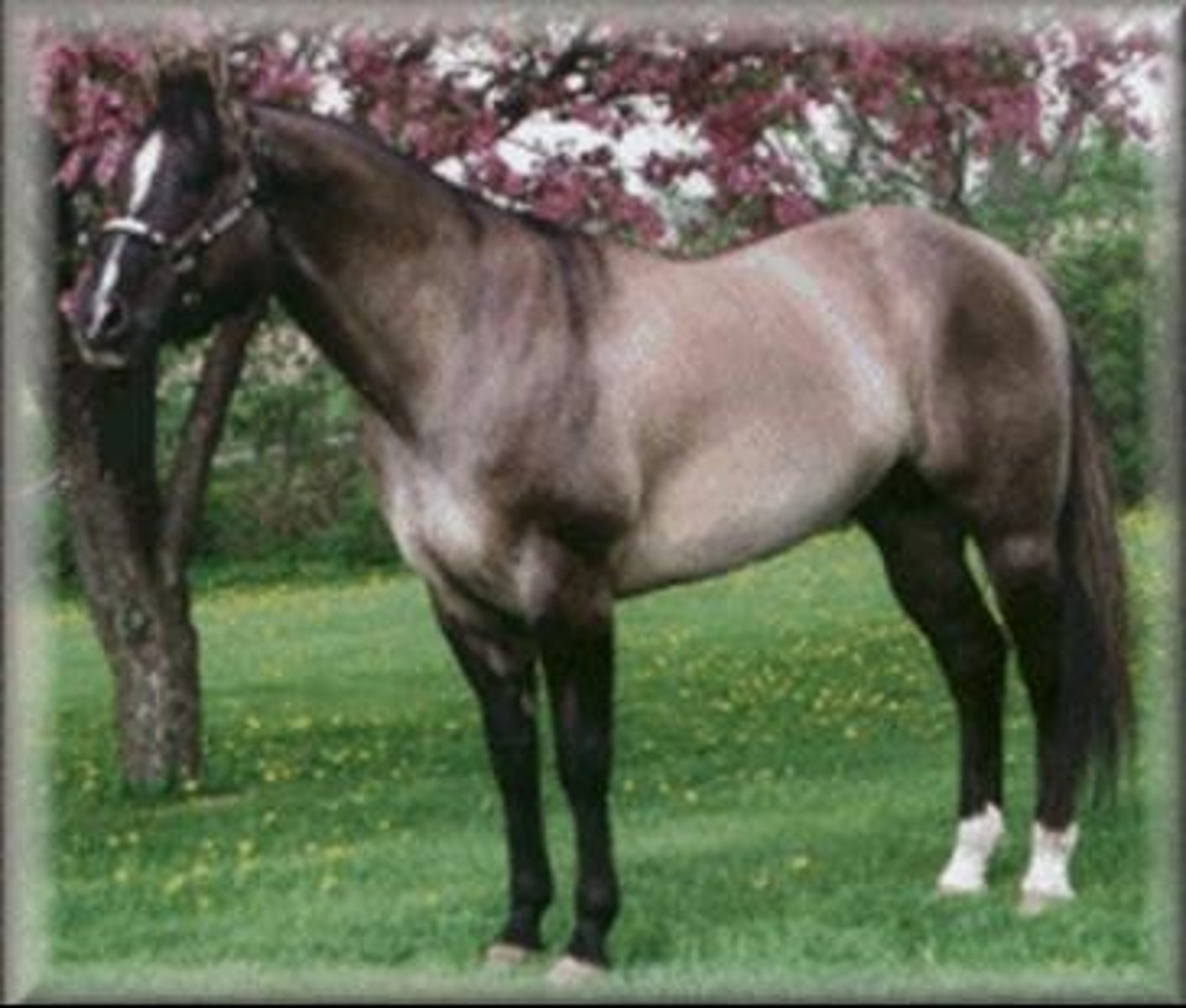 <p>type of dun aka "Blue dun" horse with roan characteristics</p>