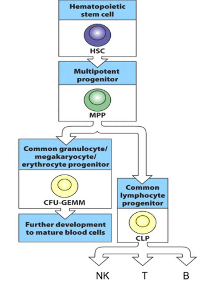 <p>- Derived from haematopoietic stem cell in the bone marrow</p><p>- Haematopoietic stem cell goes through stages of restriction</p><p>--&gt; As cell goes through decision trees/differentiation steps, they are restricted as they become specific and fully commited to being a certain type of cell</p><p>--&gt; Can't go back and change their mind so are restricted to the function that was decided</p><p>- Haematopoietic cell develops to a multipotent progenitor (MPP)</p><p>- MPP then develops into a common lymphoid progenitor (CLP)</p><p>- CLPs then develop into NKs, T cells and B cells</p>
