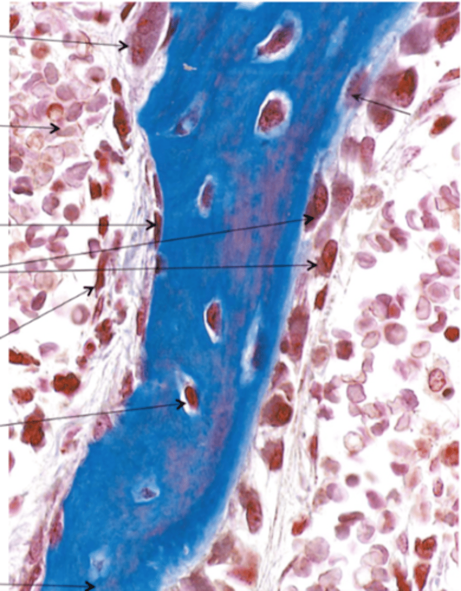 <p>Embryonale og voksne (somatiske) stamceller</p>