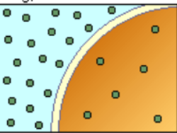 <p>what type of osmosis environment is this?</p>