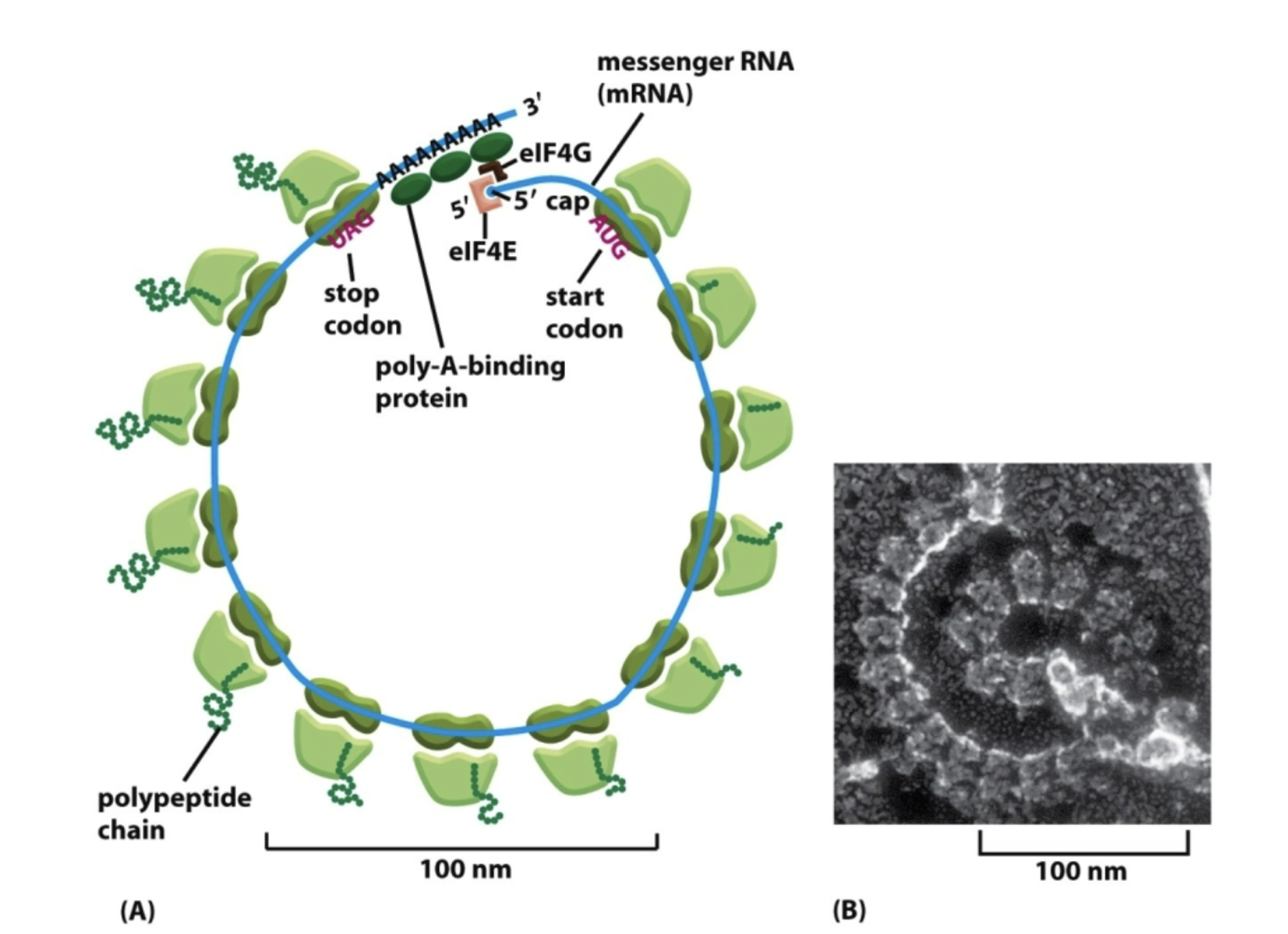 <p>When a single mRNA has several ribosomes translating simultaneously.</p>