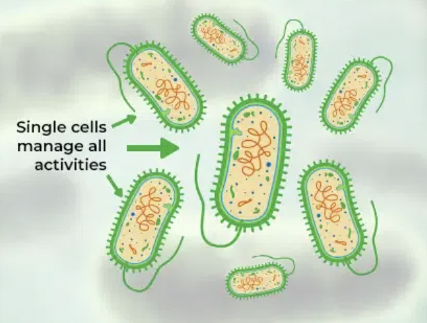 <p>What is unicellular?</p>