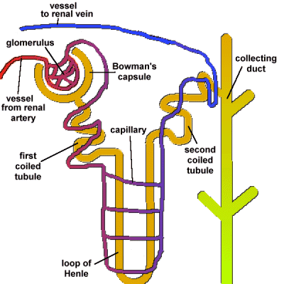 <p>kidney filtering unit</p>