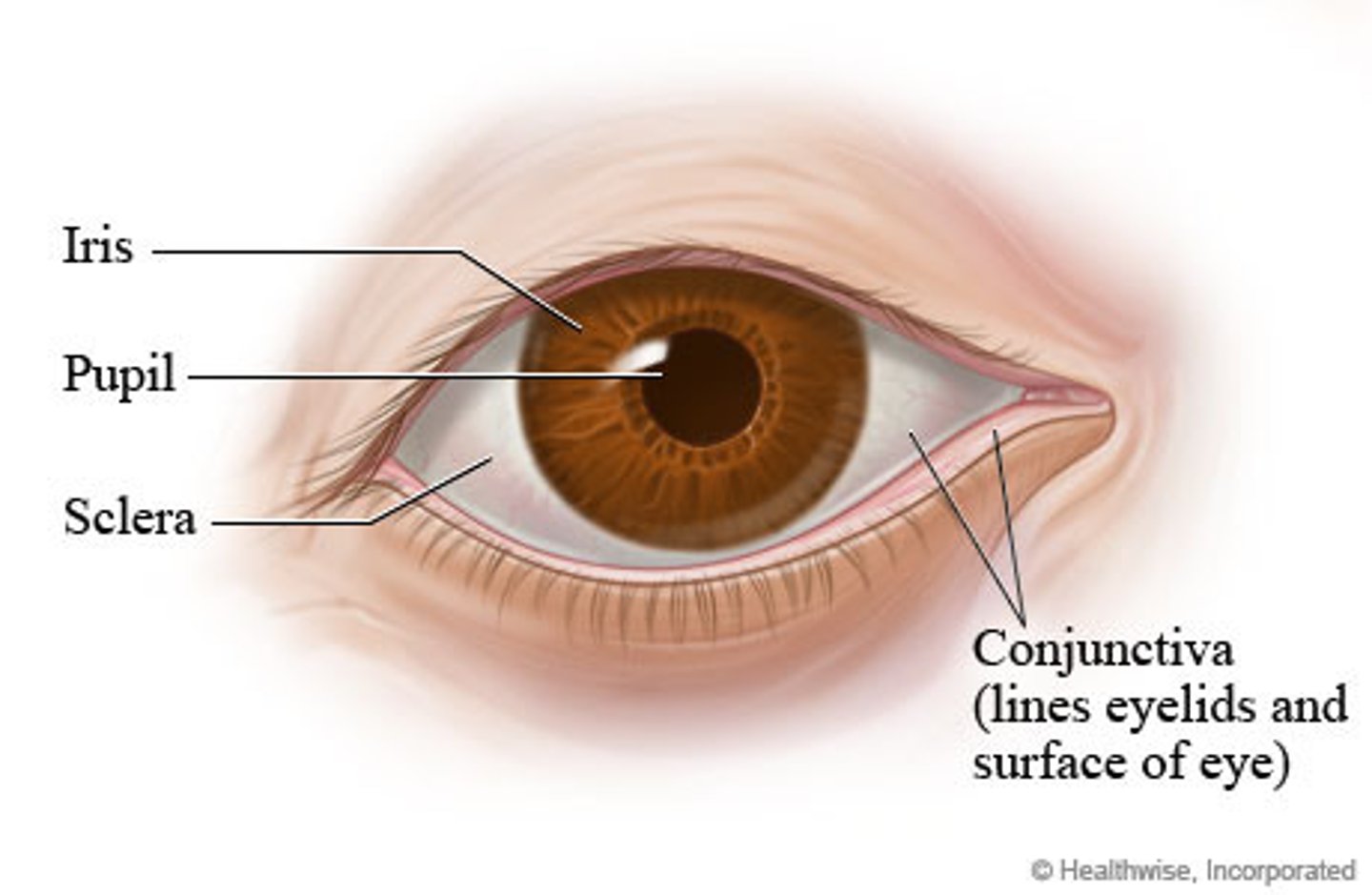 <p>The palpebral conjunctivae are smooth, glistening, and peach in color with minimal blood vessels. The bulbar conjunctivae are clear with few blood vessels and white sclera visible.</p>