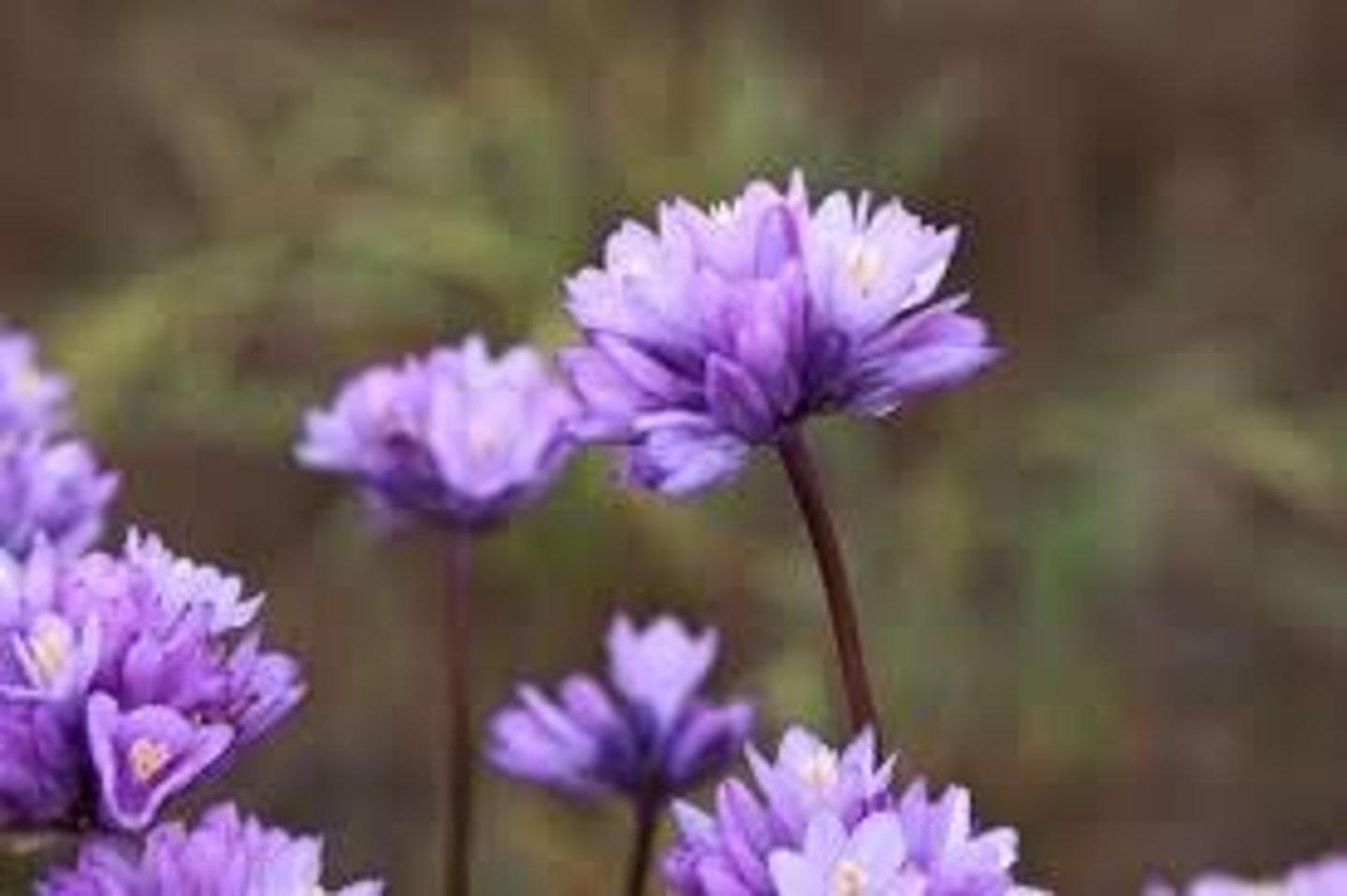 <p>wild hyacinths (079, 097)</p>