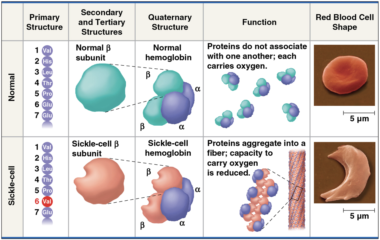 <ul><li><p>A slight change in primary structure can affect a protein’s structure and ability to function&nbsp;</p><ul><li><p><strong><u>Sickle-cell disease</u></strong>, an inherited blood disorder, results from a single amino acid substitution in the protein hemoglobin</p></li></ul></li><li><p>The abnormal hemoglobin molecules cause the red blood cells to aggregate into chains and to deform into a sickle shape</p></li></ul><p></p>