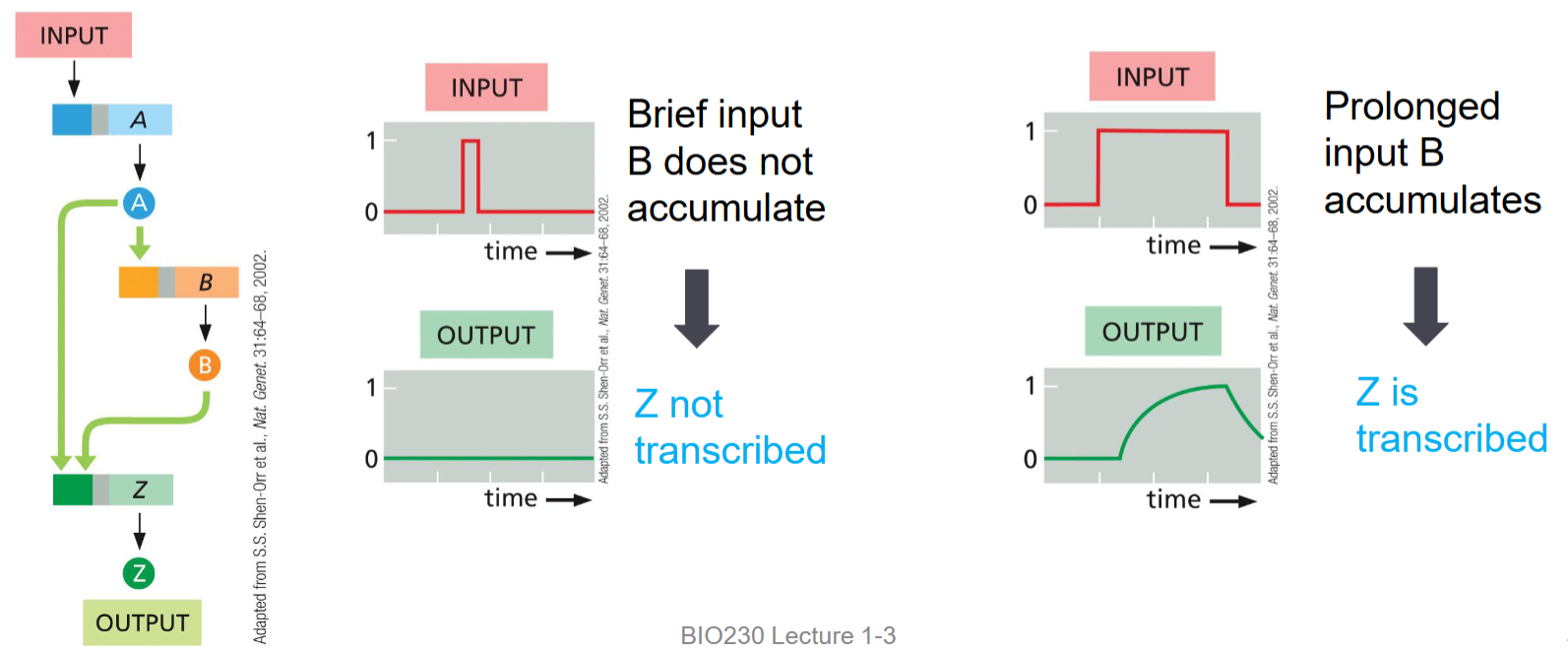 <p>relies on accumulation of protein</p>