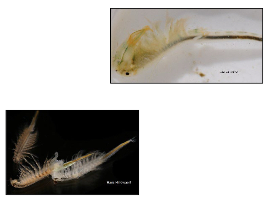 <p>What class and order do fairy shrimps and brine shrimps belong to?</p>