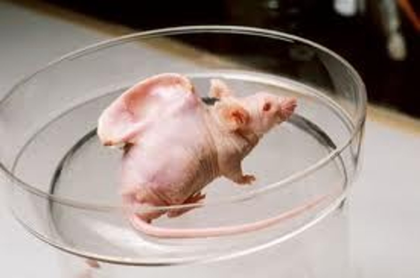 <p>A technique used to transfer genes from one organism to another.</p>