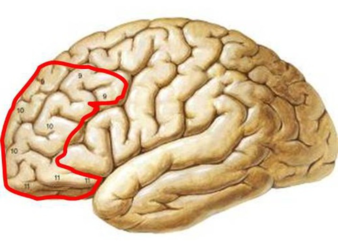 <p>part of frontal lobe responsible for thinking, planning, and language</p>